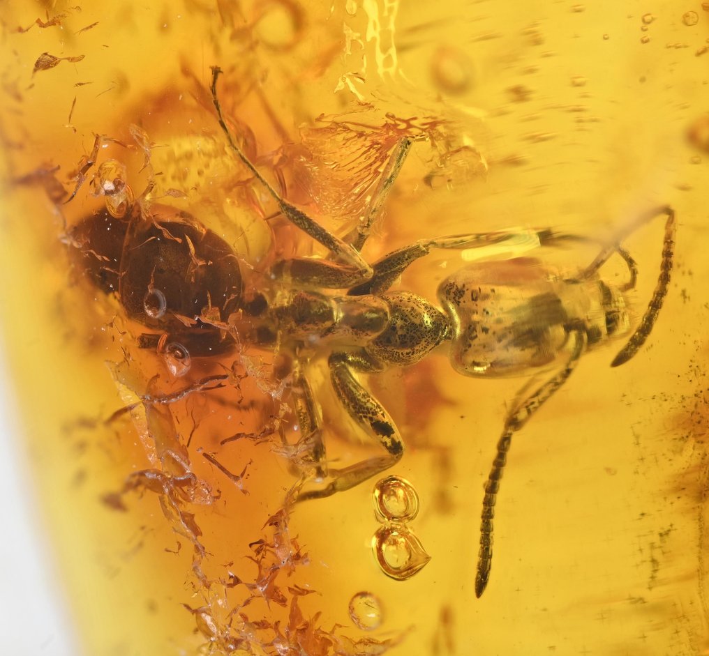 Κεχριμπάρι Βαλτικής με Λεπτομερές Μυρμήγκι - Απολιθωμένο cabochon - Aculeata, Formicidae  (χωρίς τιμή ασφαλείας) #1.2