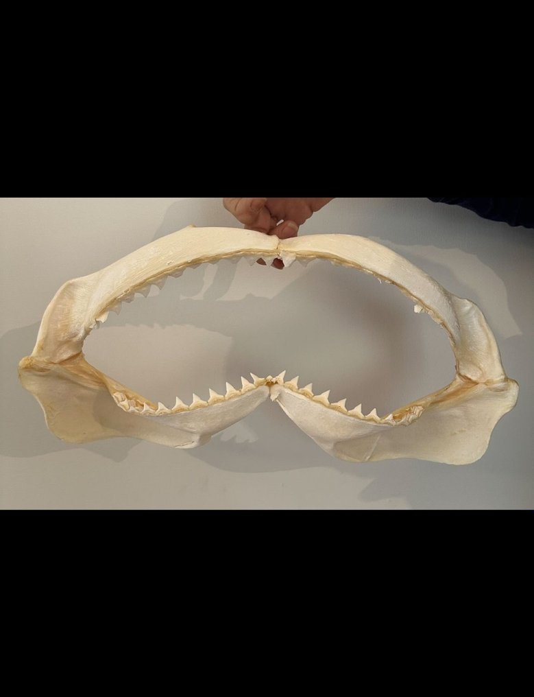 虎鯊 - 上頜骨化石 - Galeocerdo cuvier - 35 cm - 45 cm #1.1