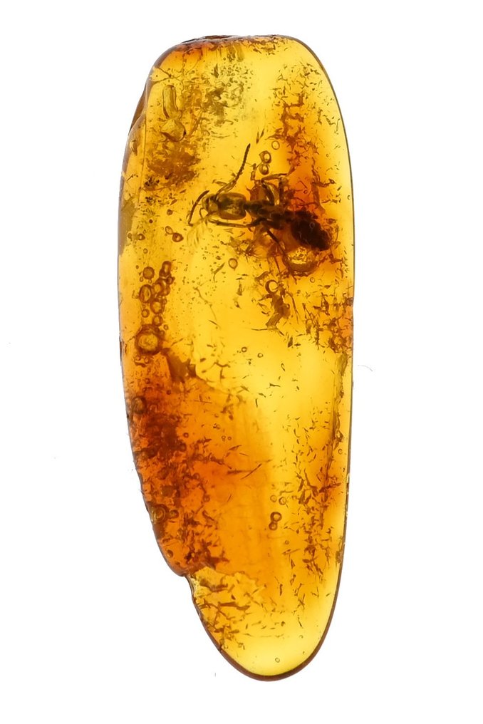 Baltian meripihka yksityiskohtaisella muurahaisella - Fossiilinen cabochon - Aculeata, Formicidae  (Ei pohjahintaa) #2.1