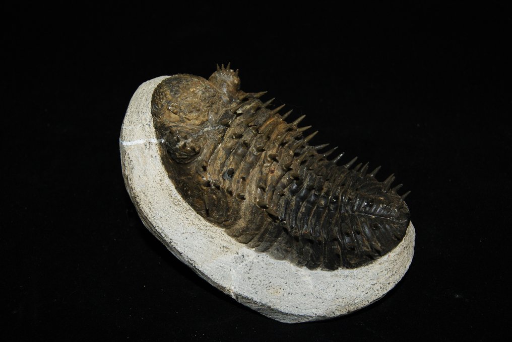 Piikikäs trilobiitti - Kivettynyt eläin - Drotops armatus - 12.5 cm #3.2