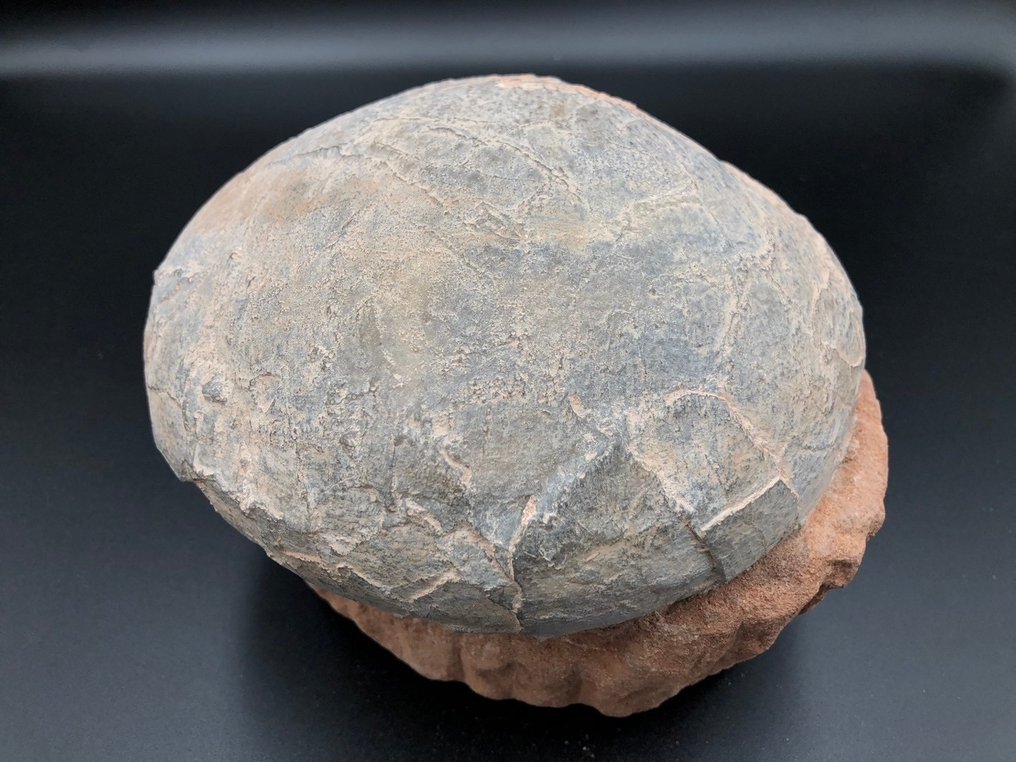 恐龍 - Fossil matrix - BIG egg fossil - 16 cm - 16 cm #3.3