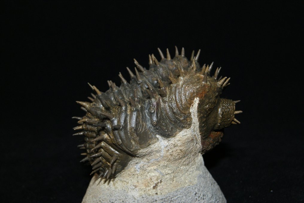 Stacheliger Trilobit - Tierfossil - Drotops armatus - 7 cm - 6.5 cm #3.2