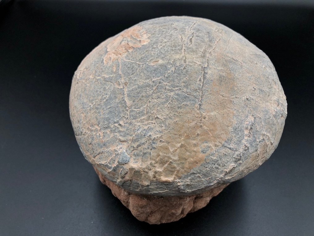 恐龍 - Fossil matrix - BIG egg fossil - 16 cm - 16 cm #3.2