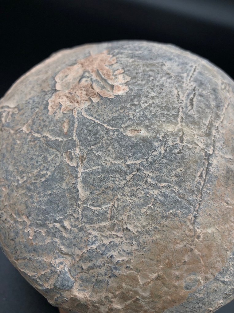 恐龍 - Fossil matrix - BIG egg fossil - 16 cm - 16 cm #2.2