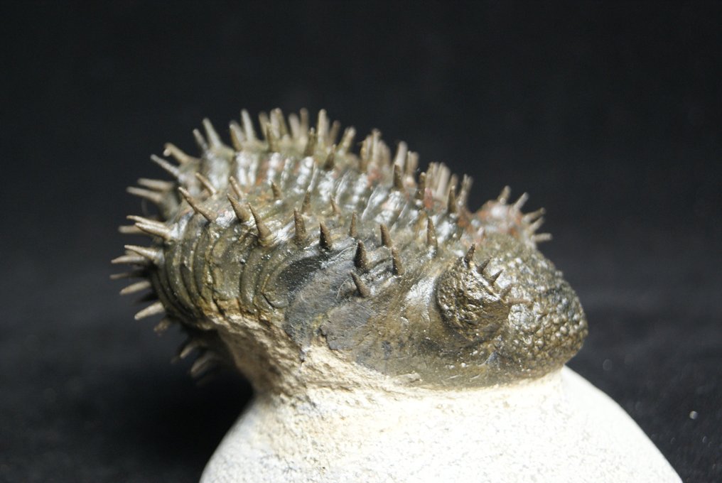 Stacheliger Trilobit - Tierfossil - Drotops armatus #2.2