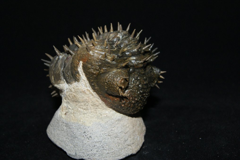 Stacheliger Trilobit - Tierfossil - Drotops armatus - 7 cm - 6.5 cm #2.2