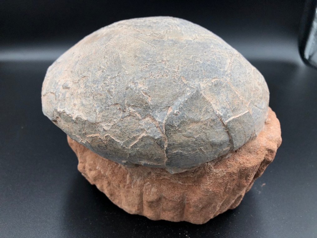恐龍 - Fossil matrix - BIG egg fossil - 16 cm - 16 cm #1.1