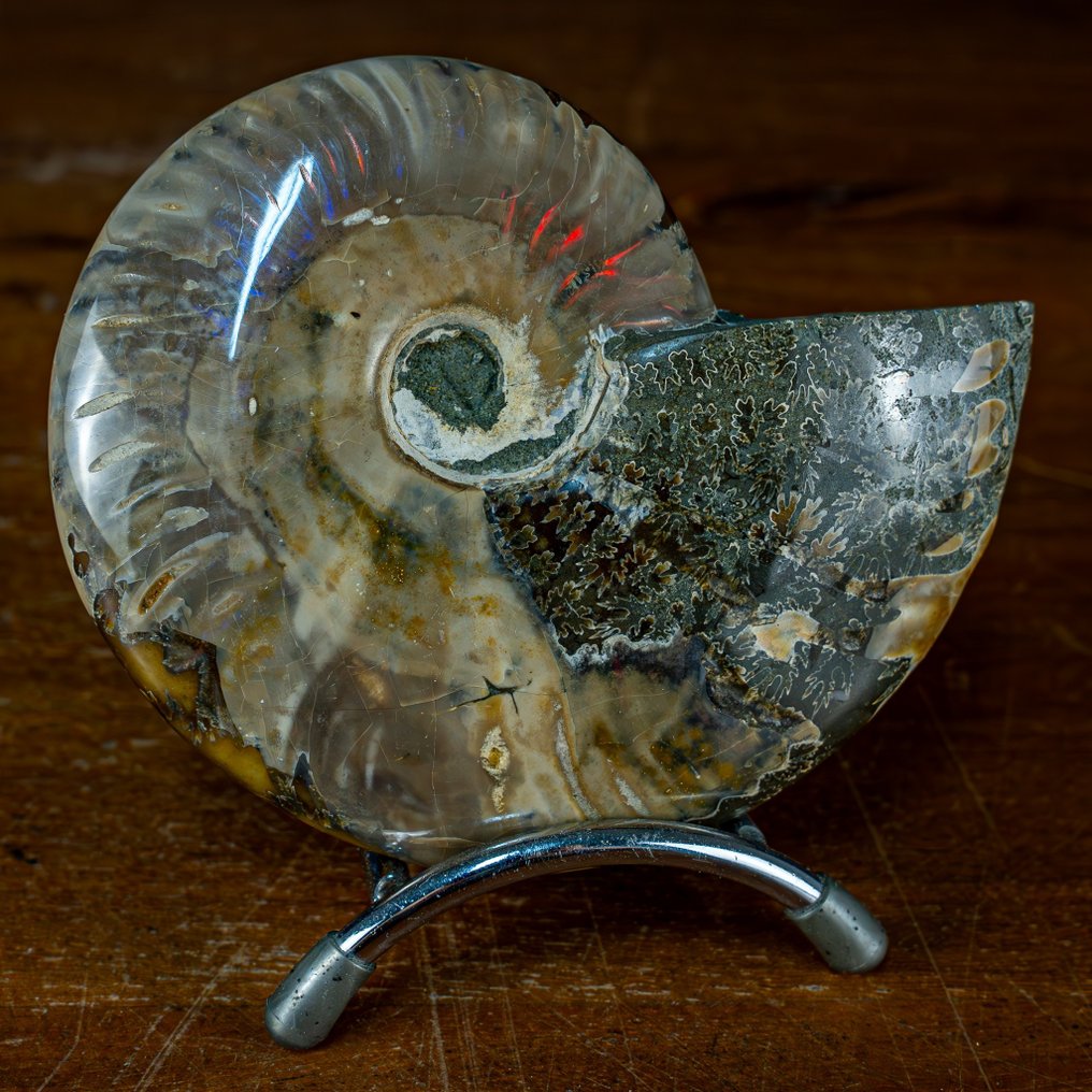 Ammonite Ammolite Naturale Fossile- 302.51 g #1.1