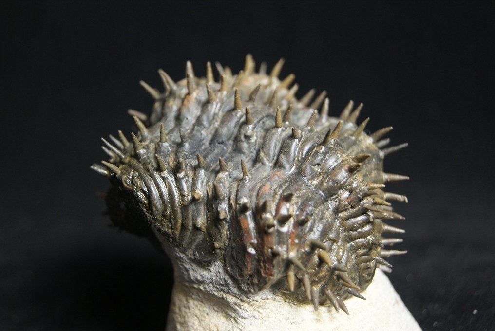Stacheliger Trilobit - Tierfossil - Drotops armatus - 7 cm - 6.5 cm #2.1