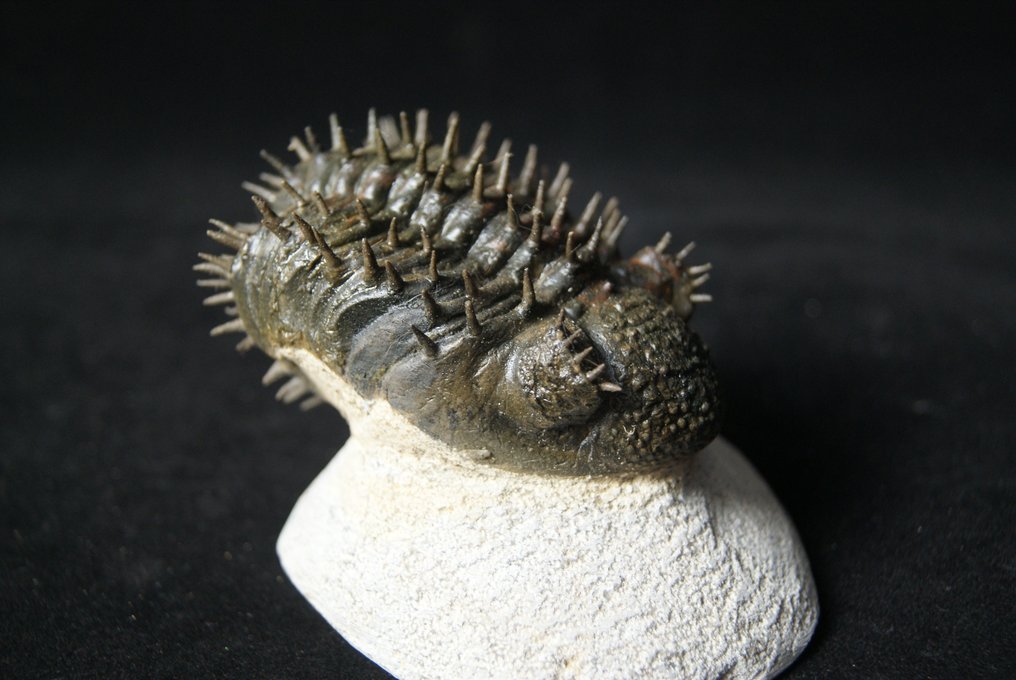 Stacheliger Trilobit - Tierfossil - Drotops armatus #3.2