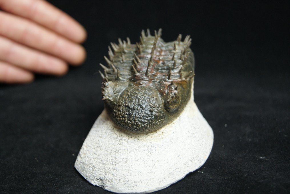 Stacheliger Trilobit - Tierfossil - Drotops armatus #2.1