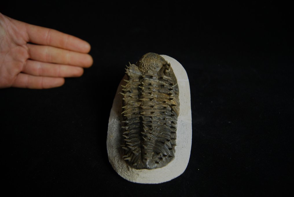 Piikikäs trilobiitti - Kivettynyt eläin - Drotops armatus - 12.5 cm #3.1