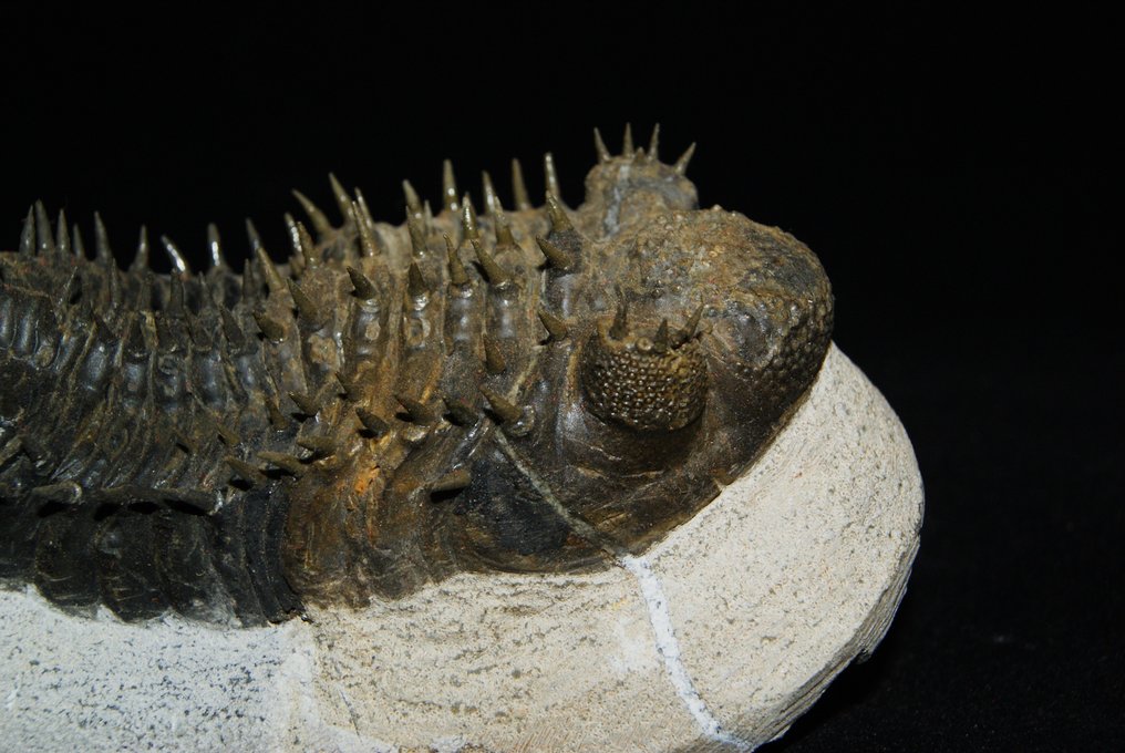 Stacheliger Trilobit - Tierfossil - Drotops armatus - 12.5 cm #2.2