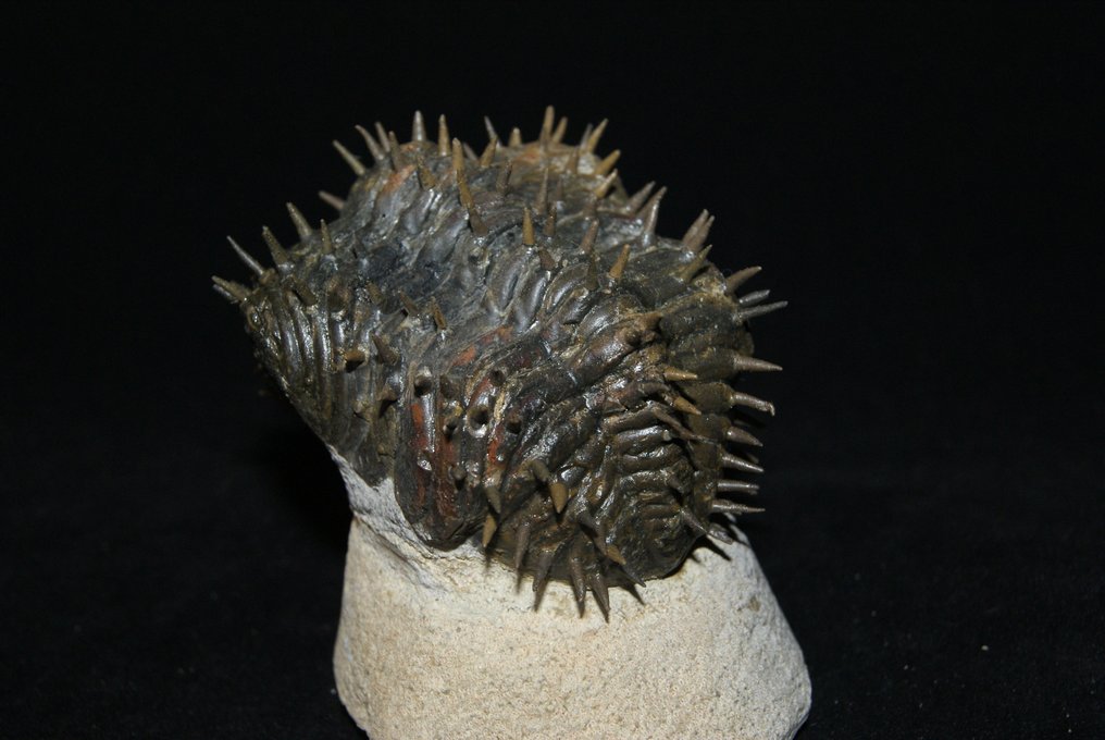 Stacheliger Trilobit - Tierfossil - Drotops armatus - 7 cm - 6.5 cm #1.1