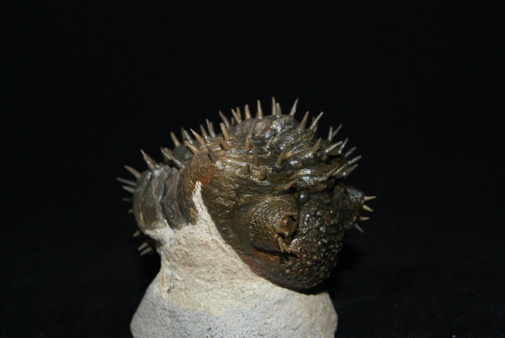 Stacheliger Trilobit - Tierfossil - Drotops armatus - 7 cm - 6.5 cm #3.1