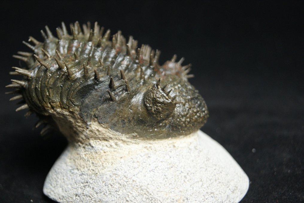 Stacheliger Trilobit - Tierfossil - Drotops armatus #3.1