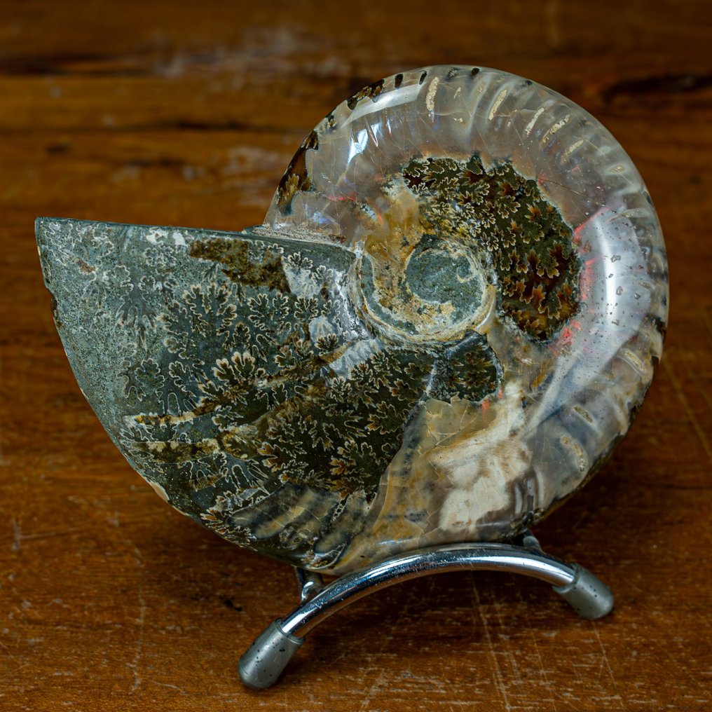 Ammonite Ammolite Naturale Fossile- 302.51 g #2.1