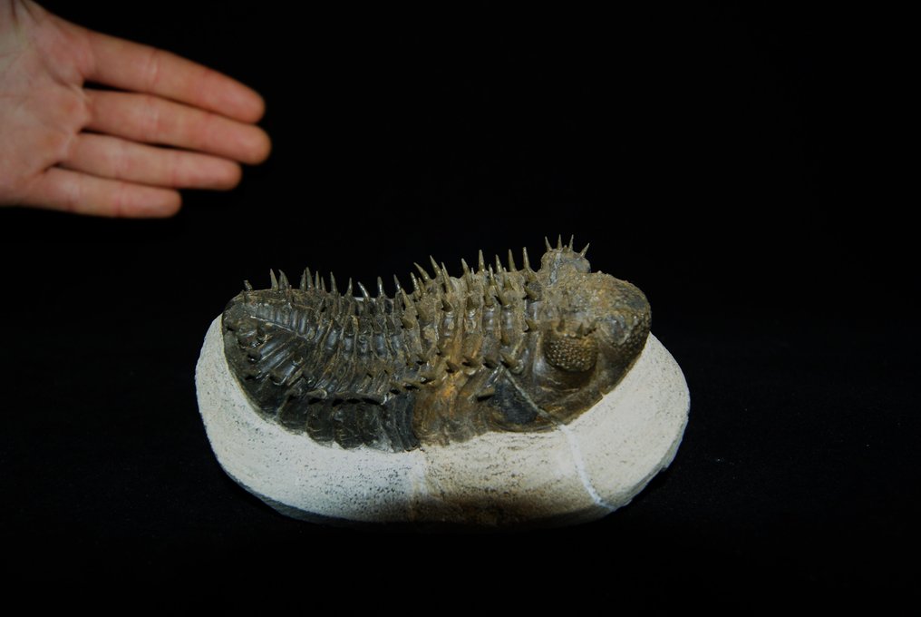 Stacheliger Trilobit - Tierfossil - Drotops armatus - 12.5 cm #1.1
