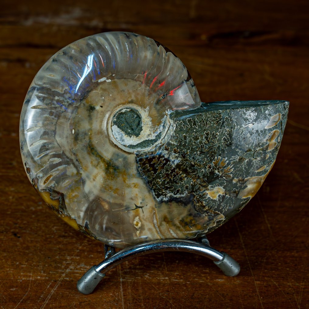 Ammonite Ammolite Naturale Fossile- 302.51 g #1.2