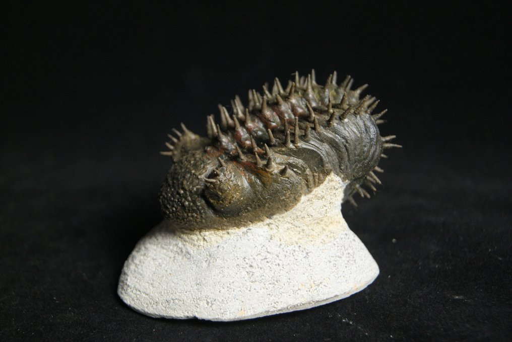Stacheliger Trilobit - Tierfossil - Drotops armatus #1.1