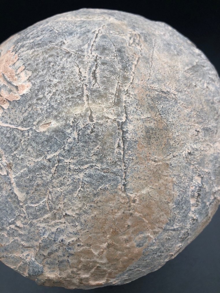 恐龍 - Fossil matrix - BIG egg fossil - 16 cm - 16 cm #3.1