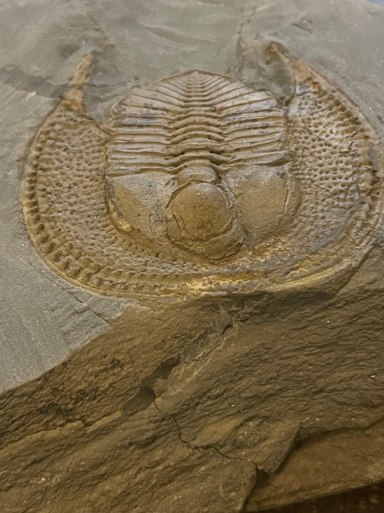 Trilobit - Fossil pladematrix - Declivolithus titan - 3.8 cm - 4.2 cm #2.1