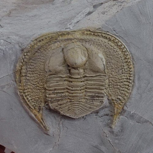 Trilobit - Fossil pladematrix - Declivolithus titan - 3.8 cm - 4.2 cm #1.1