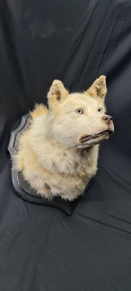 Mamalute de Alaska - macho adulto Montaje en cabeza - restaurado - Preparación taxidérmica de cuerpo completo - Canis l. familiaris - 1 cm - 1 cm - 1 cm - Especie no CITES #2.2