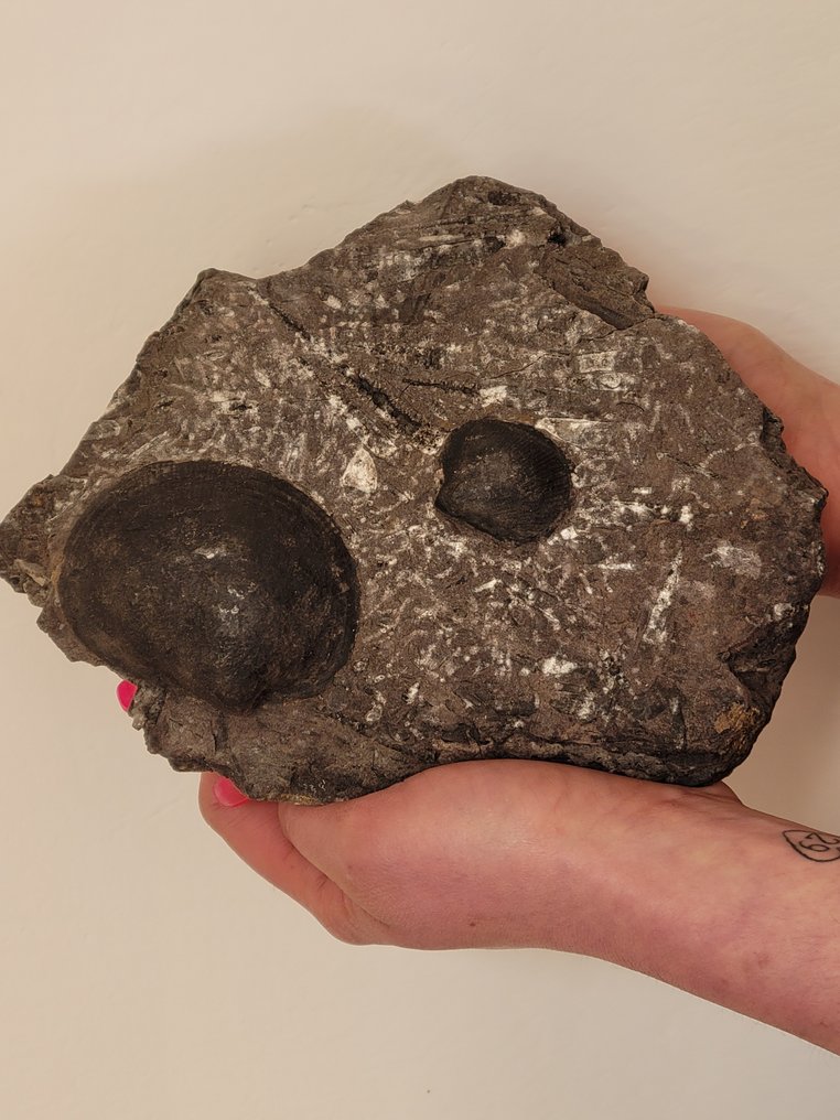 Fossilt skjell - 19 cm #1.1