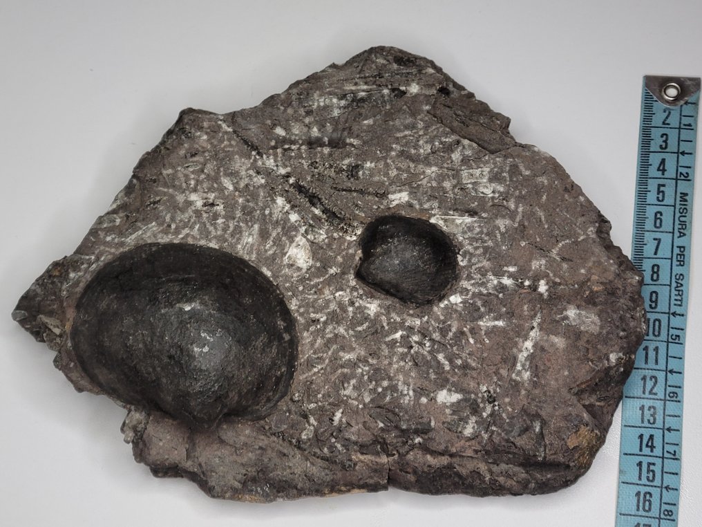 Fossilt skjell - 19 cm #1.2