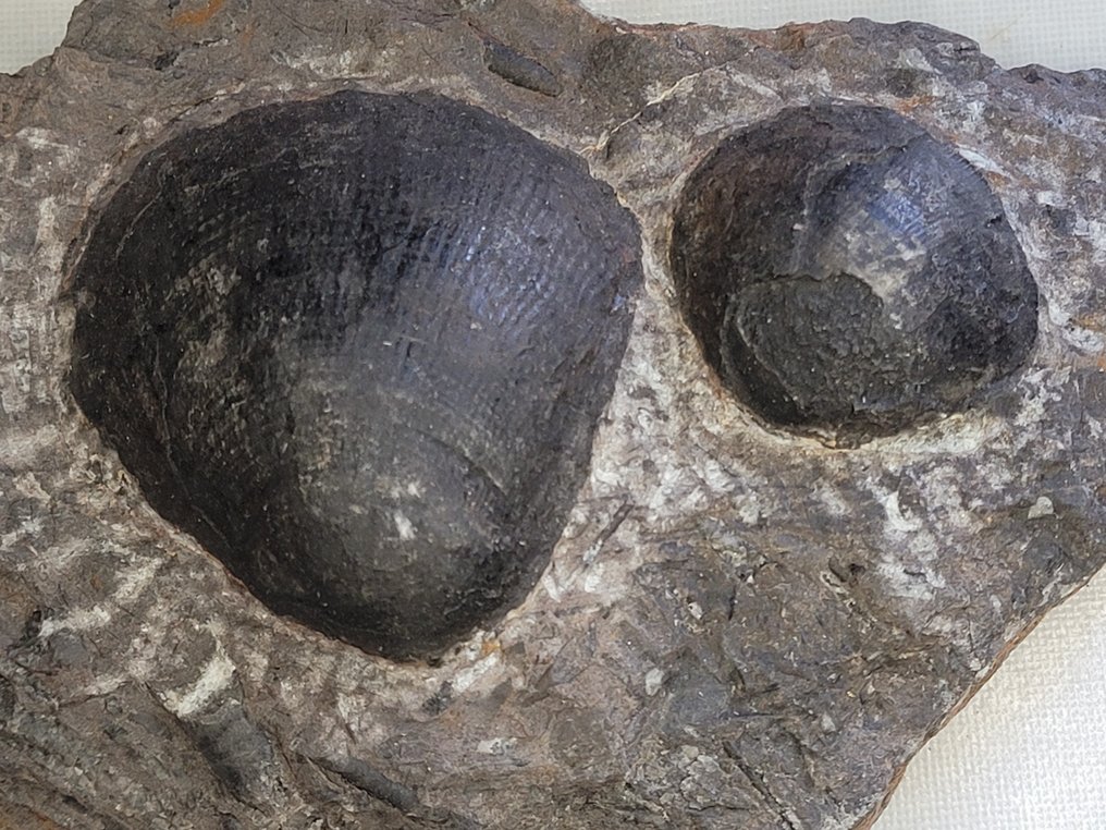 Fossilt skjell - 19 cm #2.1