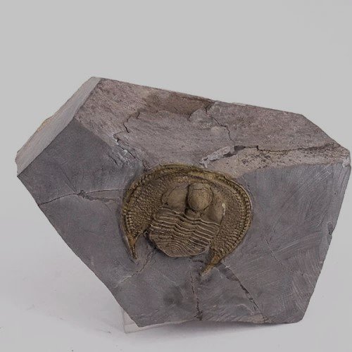 Trilobit - Fossil pladematrix - Declivolithus titan - 3.8 cm - 4.2 cm #1.2
