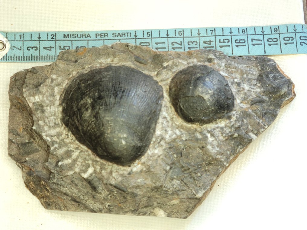 Fossilt skjell - 19 cm #1.3