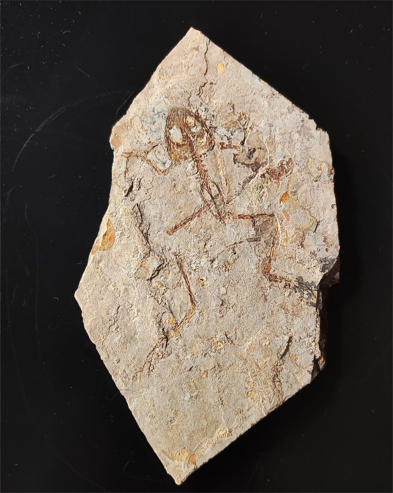 Klares Froschskelett - Tierfossil - Genibatrachus - 19 cm - 11 cm #1.2