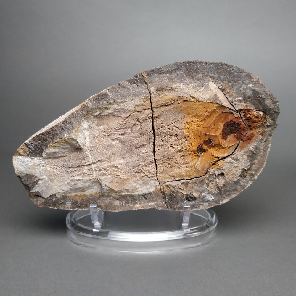 Fossiler Fisch - Fossilplattenmatrix - Paracentophorus madagascariensis - 16 cm - 9 cm #1.2