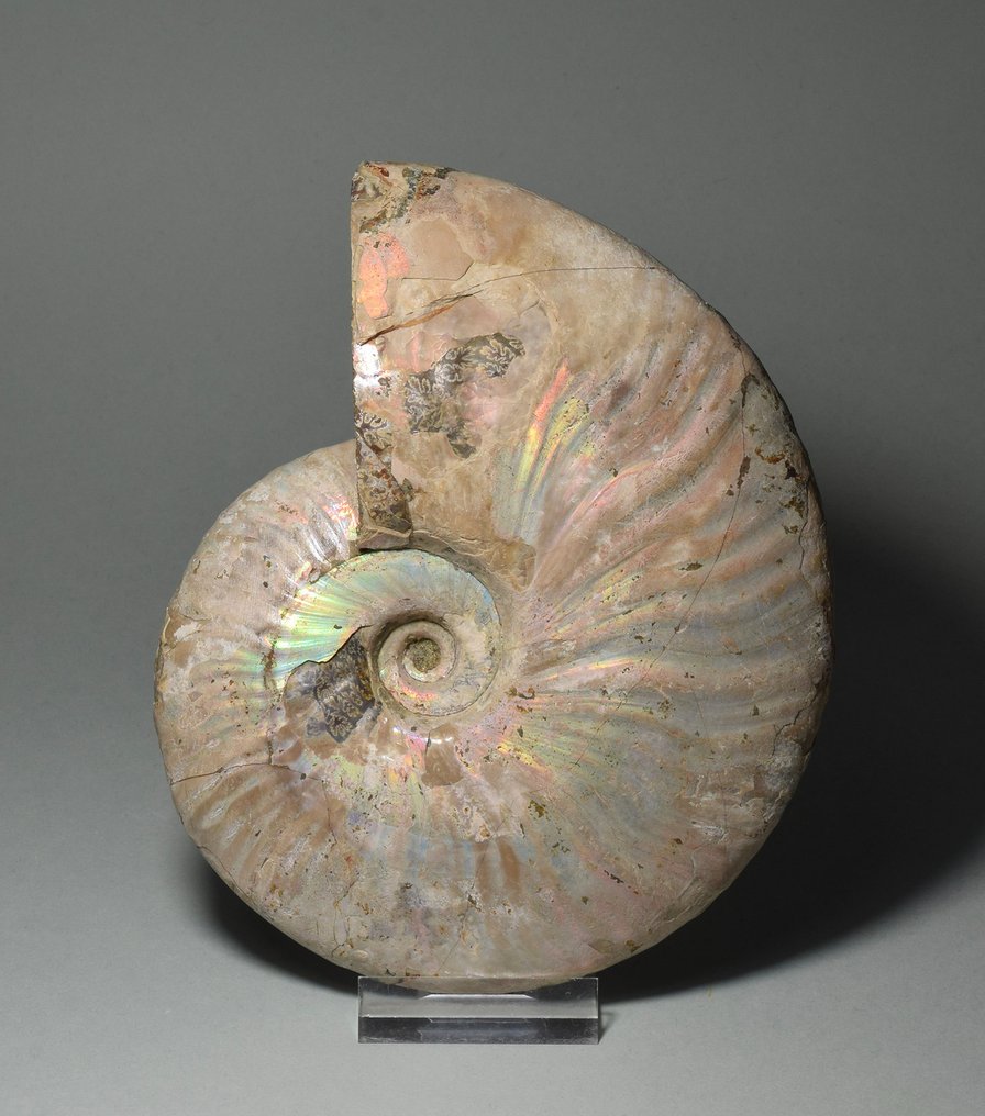 斑彩螺 - 贝壳化石 - Aioloceras besairiei - 16.4 cm #1.1