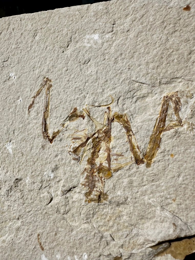 Vogel - Fossiles Skelett - uccello fossile wyoming - 21 cm - 17 cm #2.2