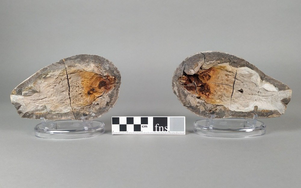 Fossiler Fisch - Fossilplattenmatrix - Paracentophorus madagascariensis - 16 cm - 9 cm #3.1