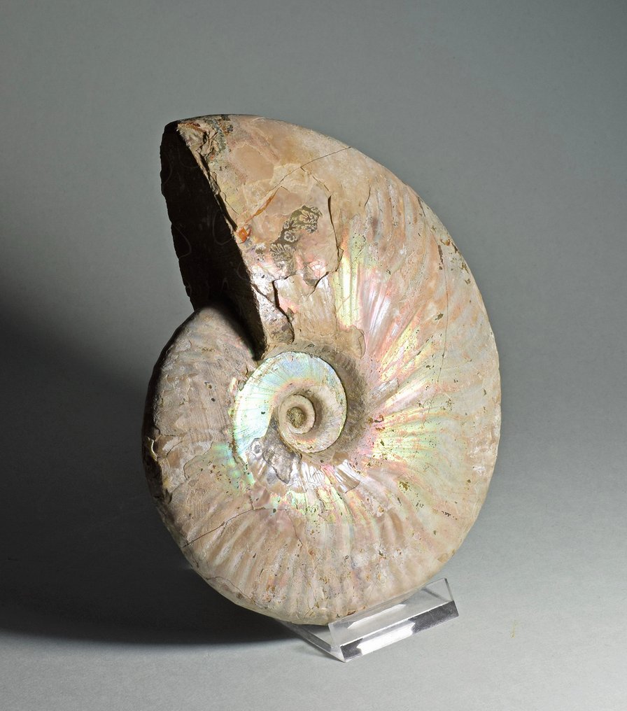 Ammonit - Versteinerte Muschel - Aioloceras besairiei - 16.4 cm #2.1