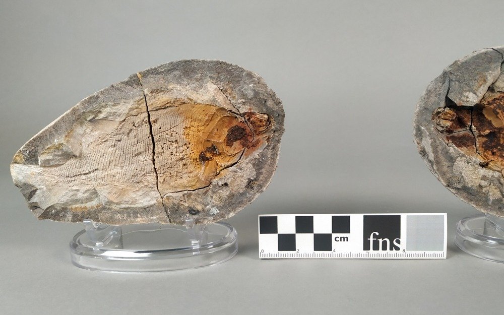 化石鱼 - 化石板块基质 - Paracentophorus madagascariensis - 16 cm - 9 cm #3.2