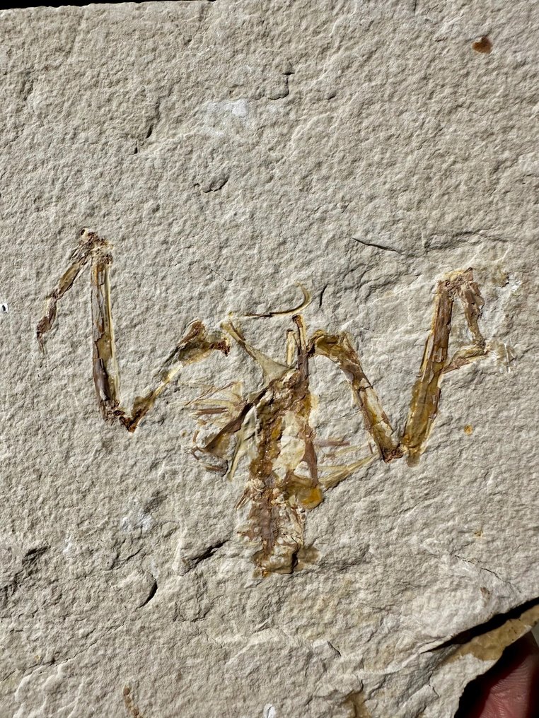 Vogel - Fossiles Skelett - uccello fossile wyoming - 21 cm - 17 cm #2.1