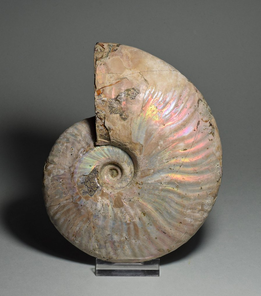斑彩螺 - 贝壳化石 - Aioloceras besairiei - 16.4 cm #1.2