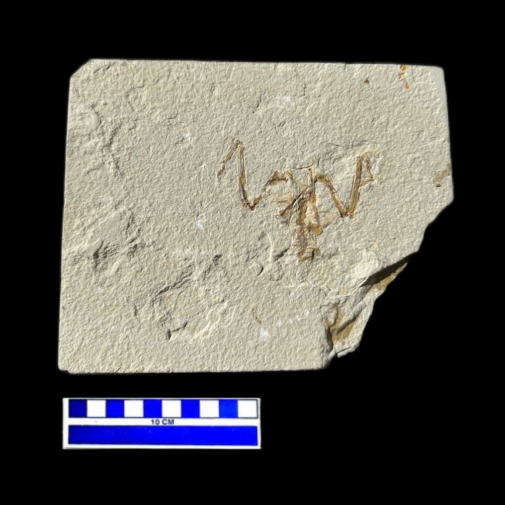 Vogel - Fossiles Skelett - uccello fossile wyoming - 21 cm - 17 cm #1.1