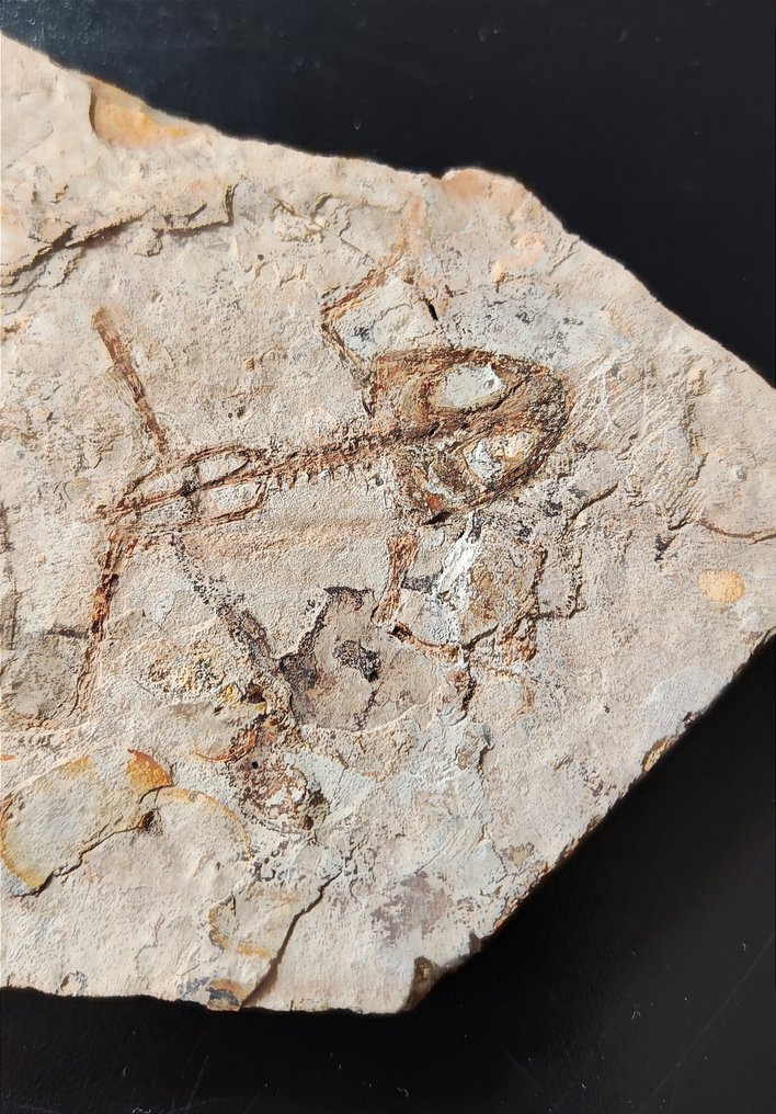 Klares Froschskelett - Tierfossil - Genibatrachus - 19 cm - 11 cm #2.1