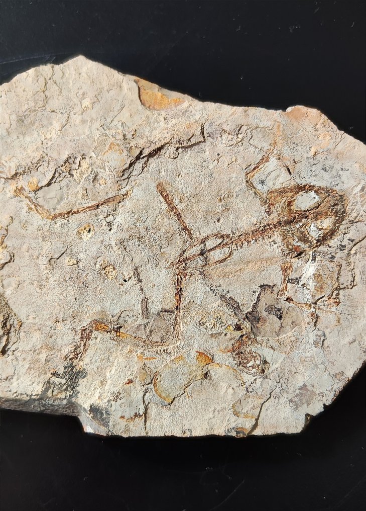 Klares Froschskelett - Tierfossil - Genibatrachus - 19 cm - 11 cm #1.1