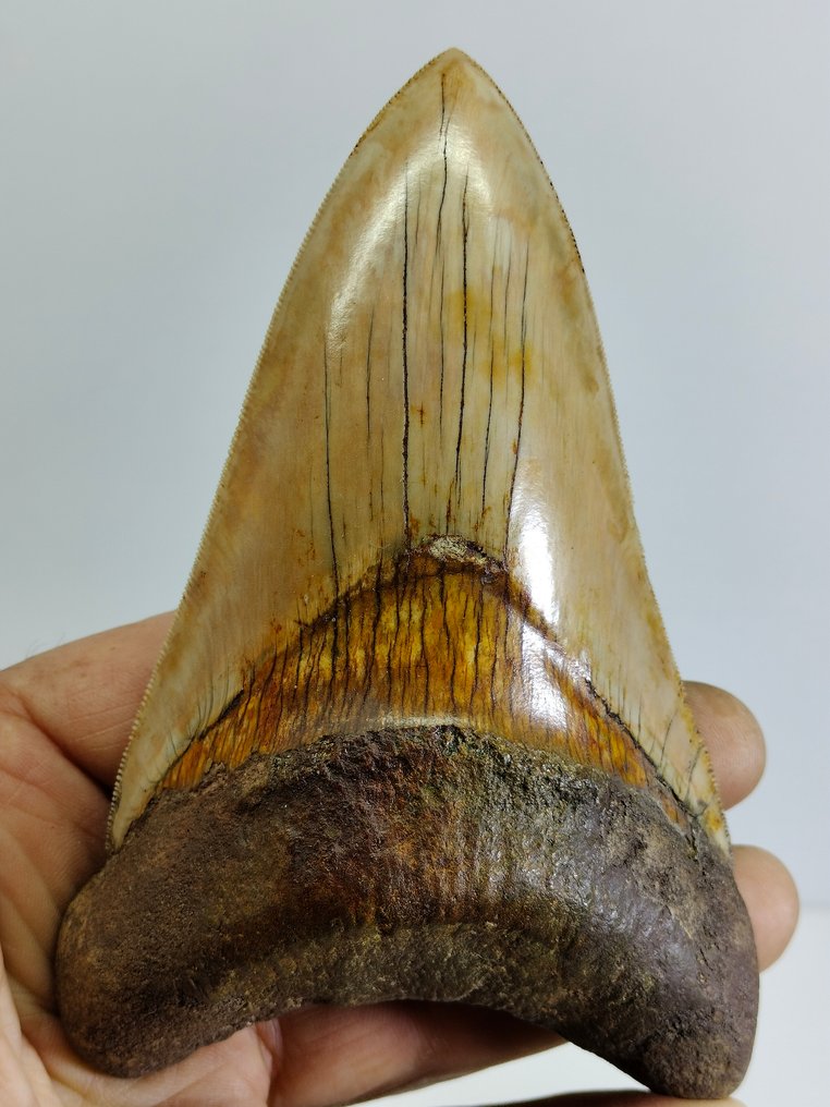 Duży okaz megalodona - Skamieniały ząb - cacharocles megalodon - 138 mm - 91 mm #1.1