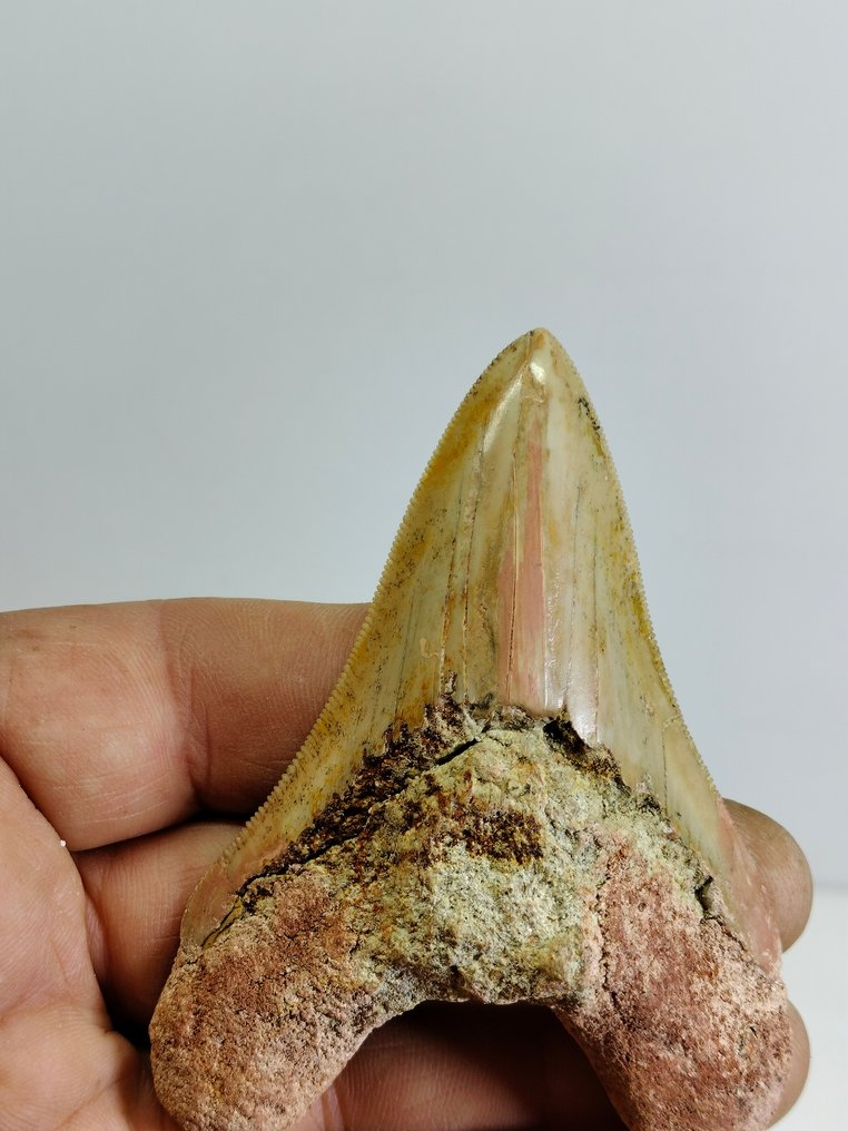 Spécimen de mégalodon - Dent fossile - Carcharocles Megalodon - 92 mm - 68 mm #1.2