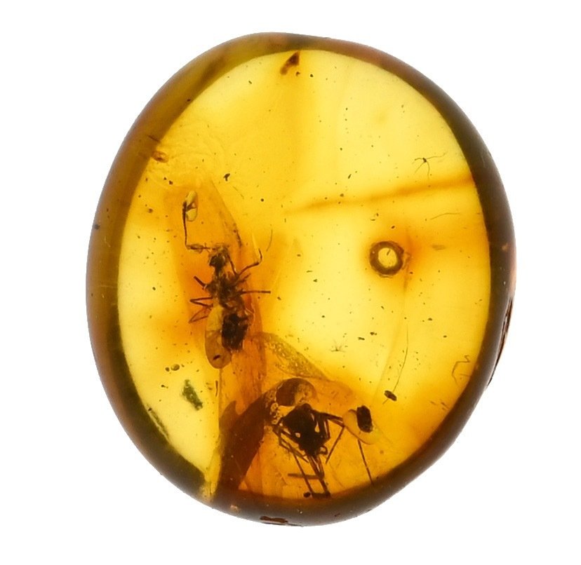 Baltisk rav med detaljerte Araneae: Araneida (edderkopp) og myr - Fossil cabochon  (Ingen reservasjonspris) #1.2