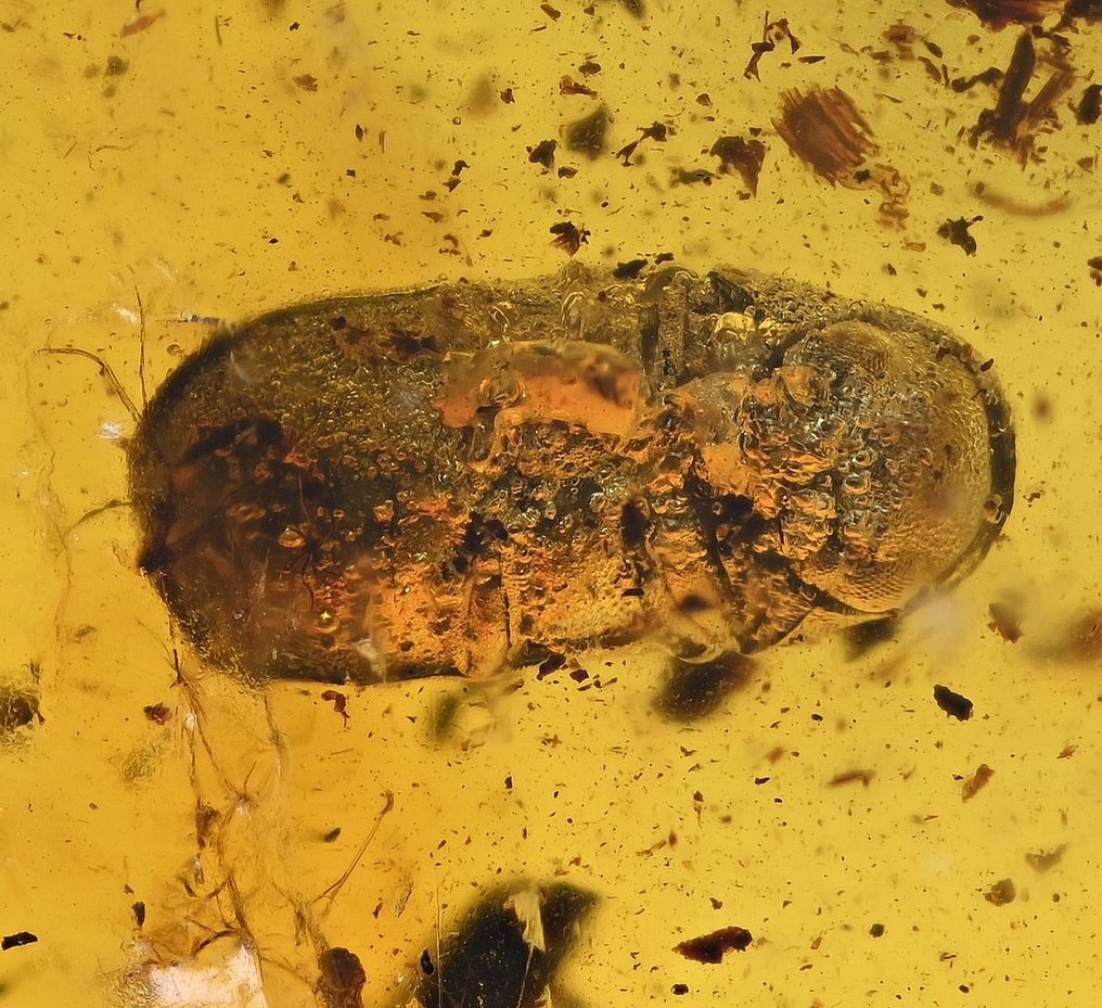 Baltisk rav med detaljerede Ptinidae (Spider Beetle) - Fossil cabochon  (Ingen mindstepris) #2.1