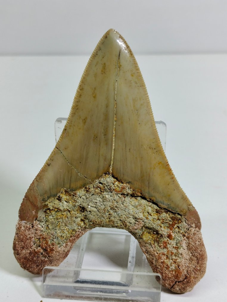 okaz megalodona - Skamieniały ząb - Carcharocles Megalodon - 92 mm - 68 mm  (Bez ceny minimalnej
) #2.1